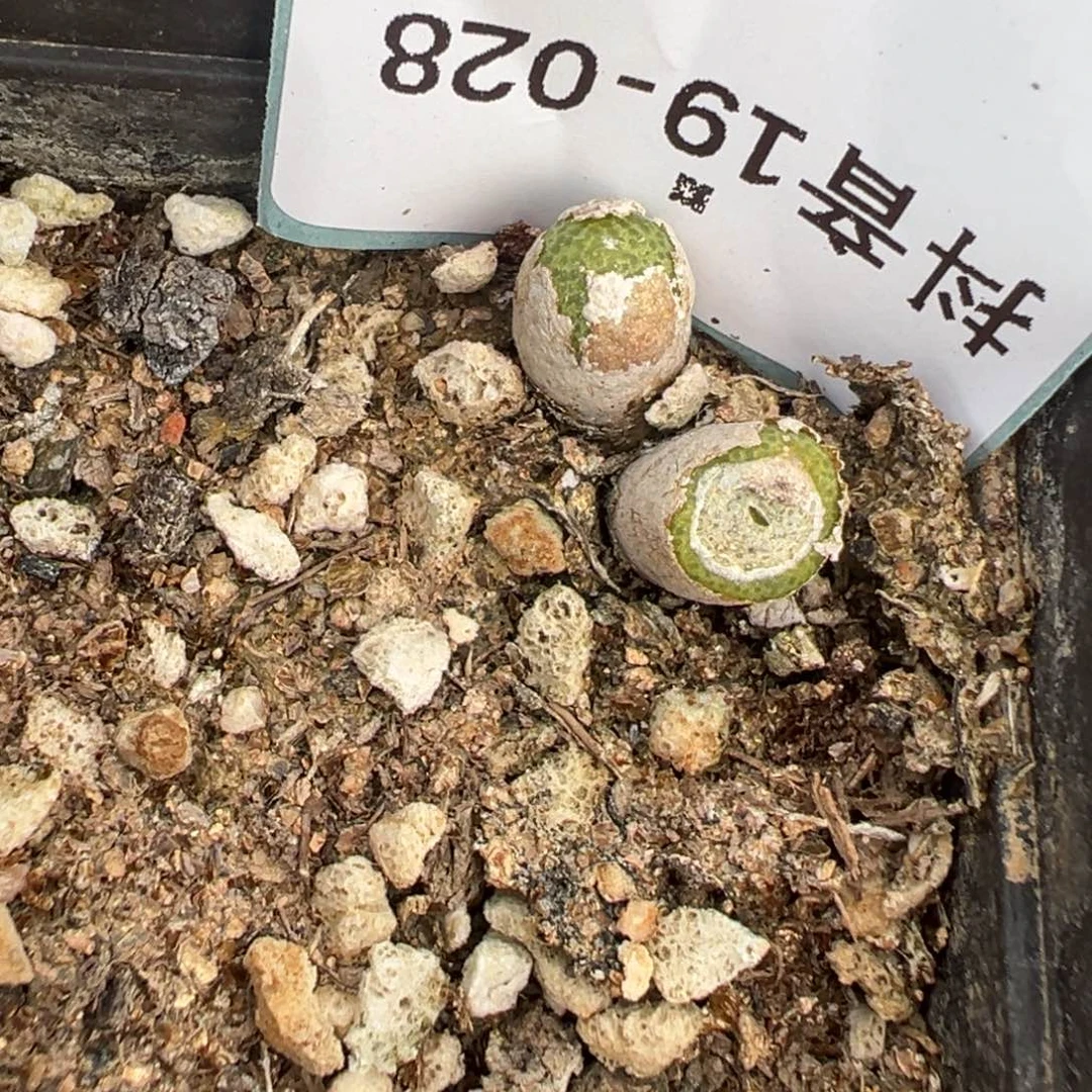 19-28玉米多肉植物