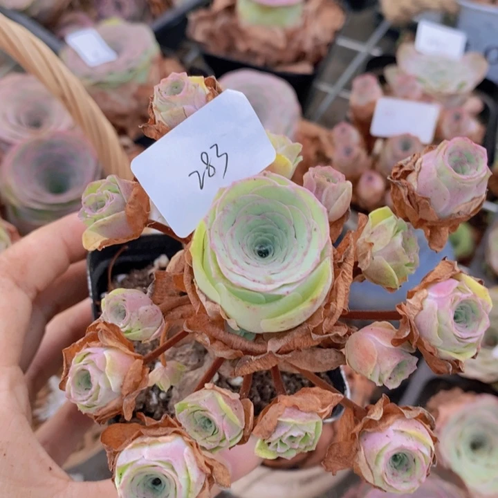 山地玫瑰粉色捧花283