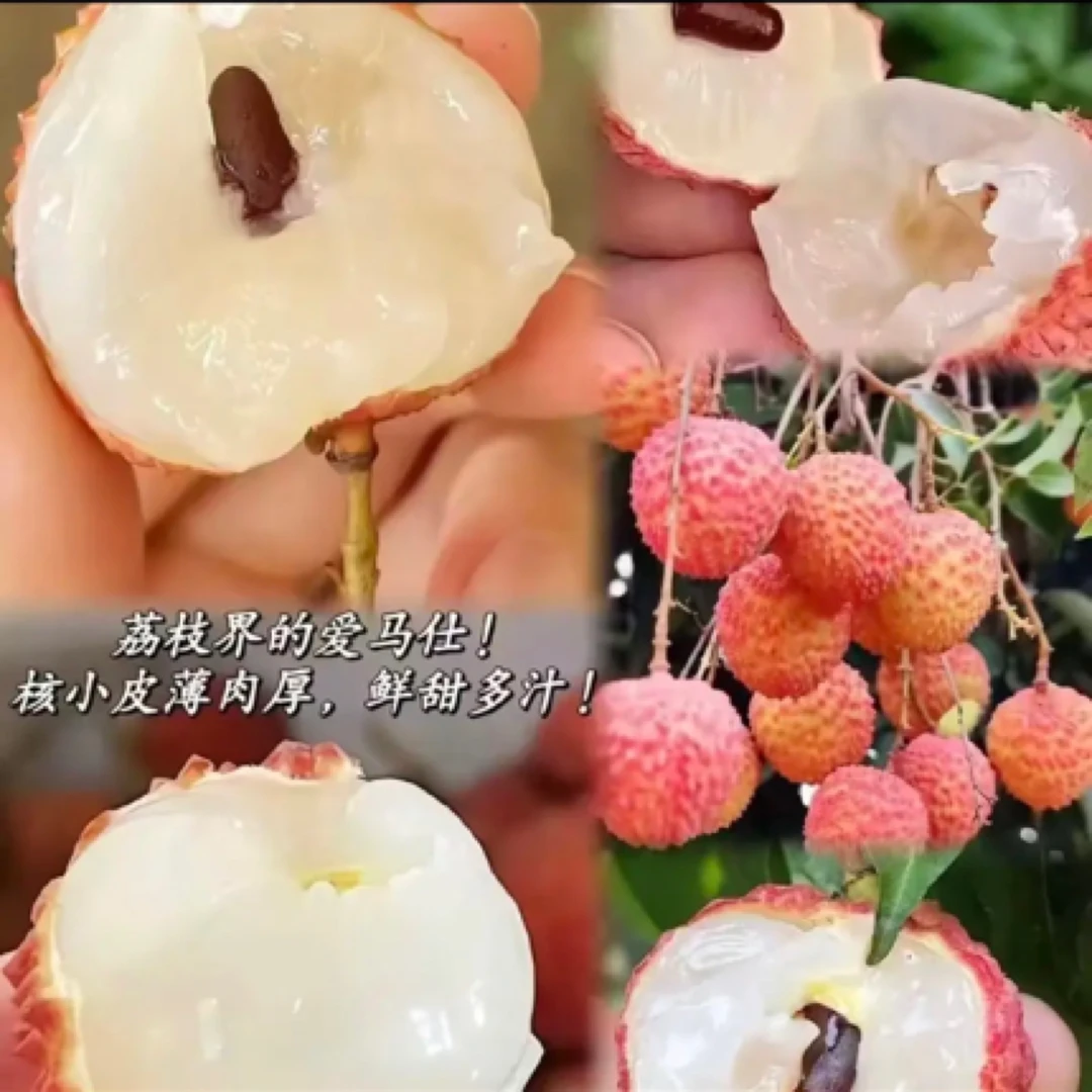 广东揭阳惠来桂味荔枝.顺丰30年老树肉质鲜甜多汁现摘新鲜不泡水
