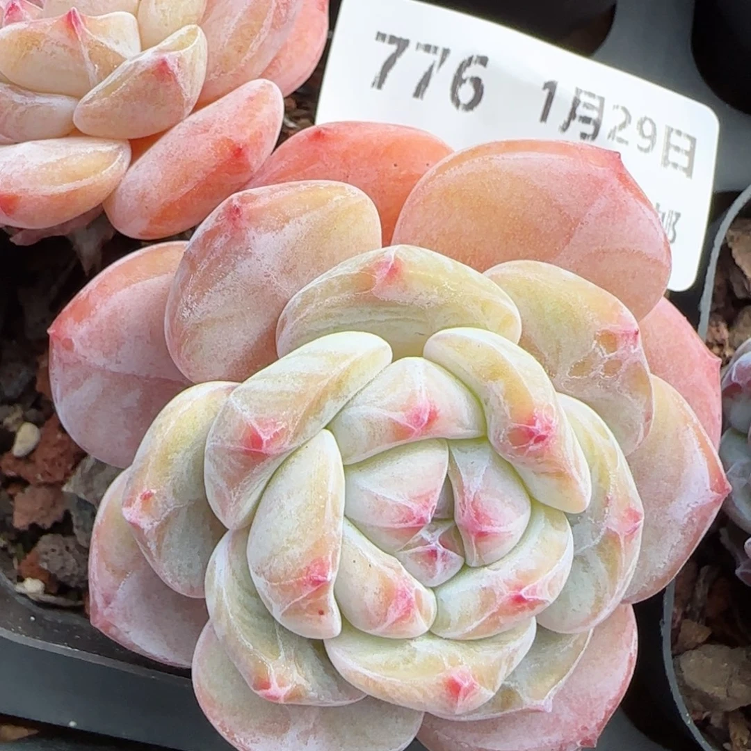 花语逸镜0129-776