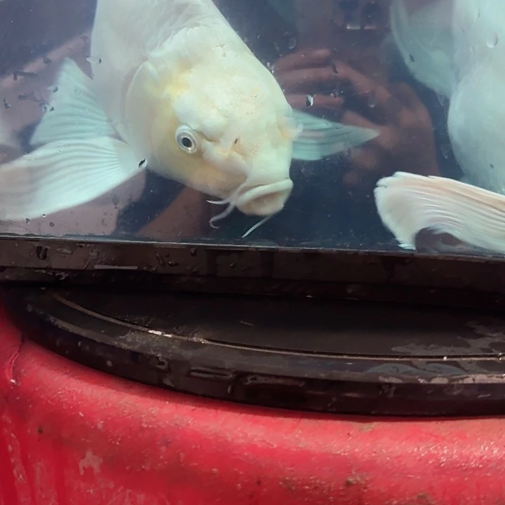 大***宁蝴蝶鲤鱼蝴蝶鲤包邮100