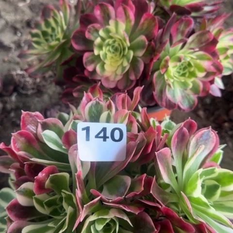 法师2颗16-38多肉