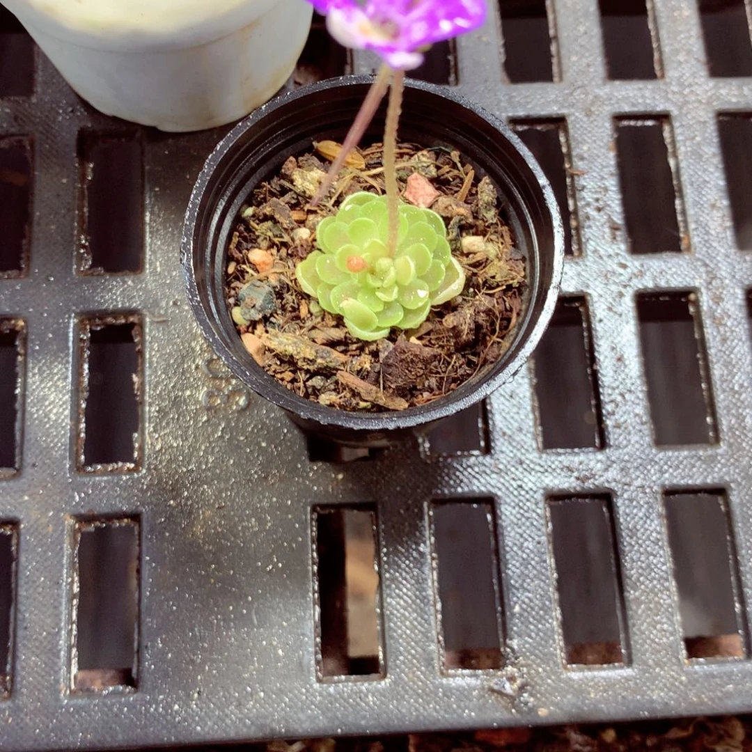 5厘米盆精控多肉捕虫锦单头量拍一盆