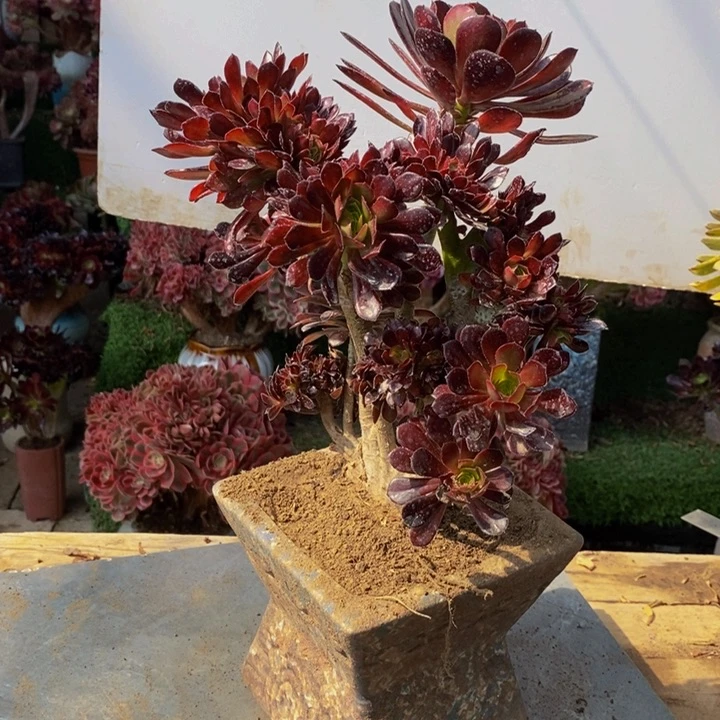 老****袄黑法师缀化多肉1颗