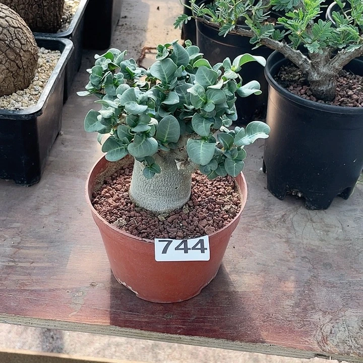 744哥斯拉卷叶沙玫