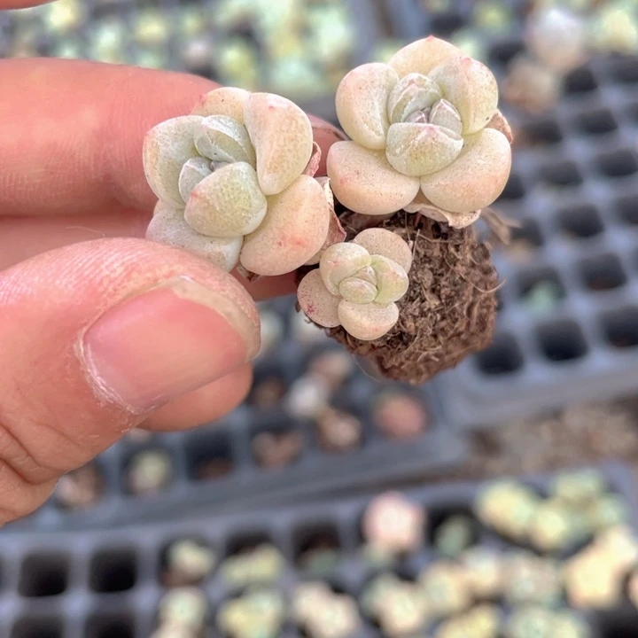 粉冰玉穴盘带杆子发2颗满18