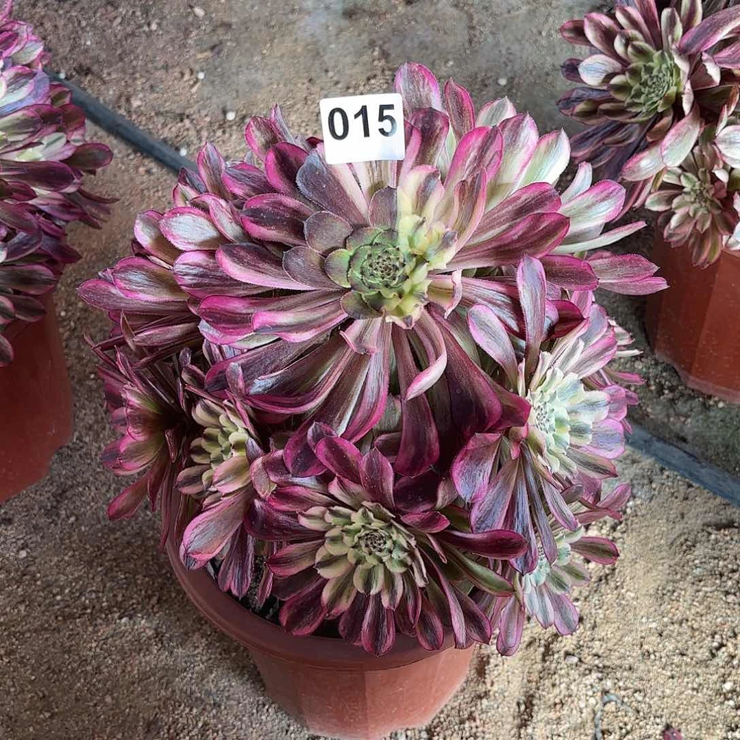 多肉法师琉璃015