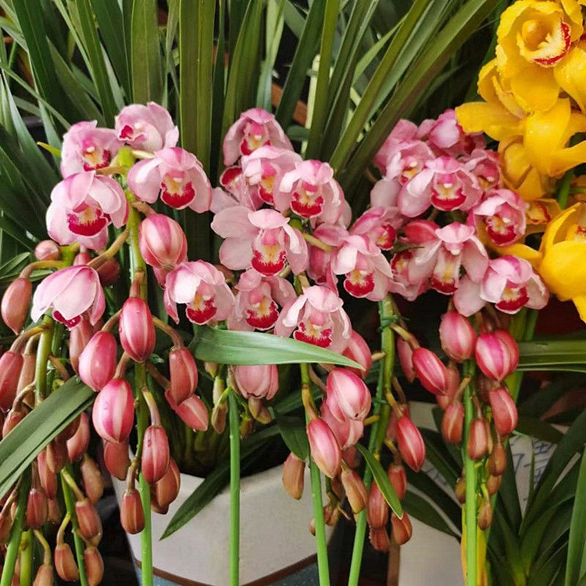 【拱兰】粉色兰花带花苞正品精致盆栽兰花四季好养