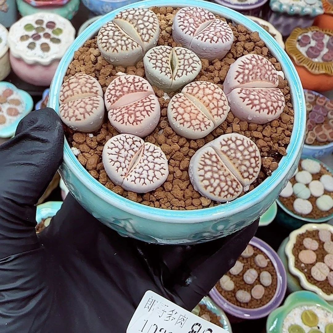 生石花满18包邮1023-40