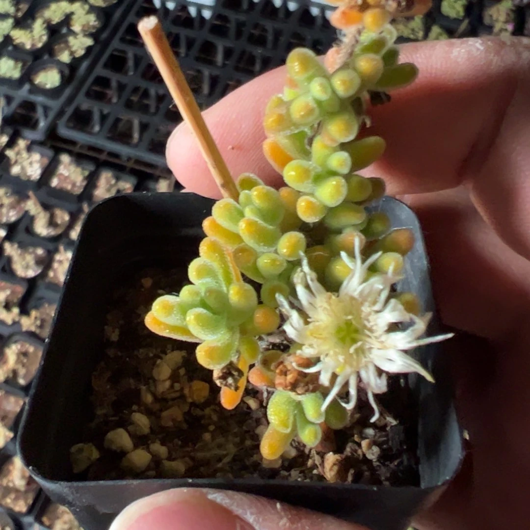 橙叶拉丝锦55杯老桩福利