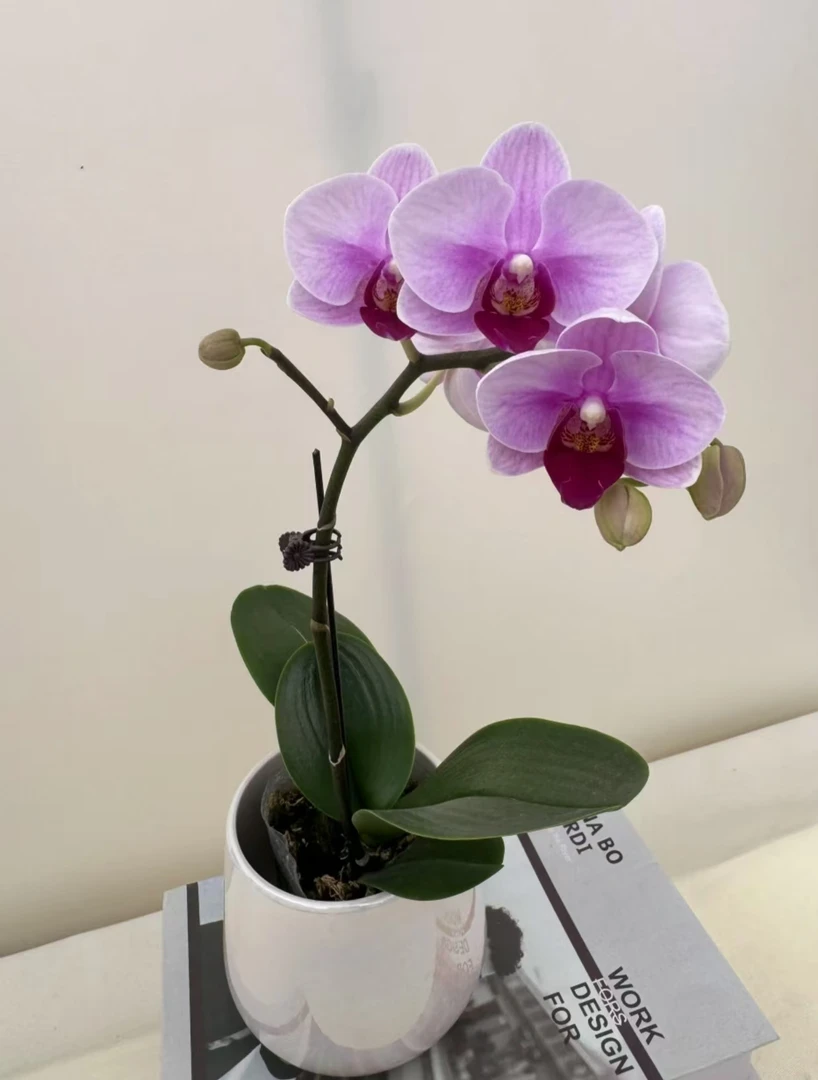 蝴蝶兰【宝贝】鲜花盆栽室内观赏花花佛山基地直发好养易活