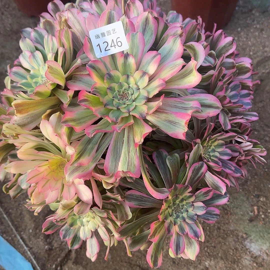 多肉植物黛玉1246