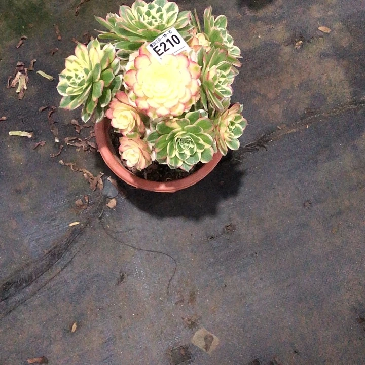 海鲜多肉21000000000