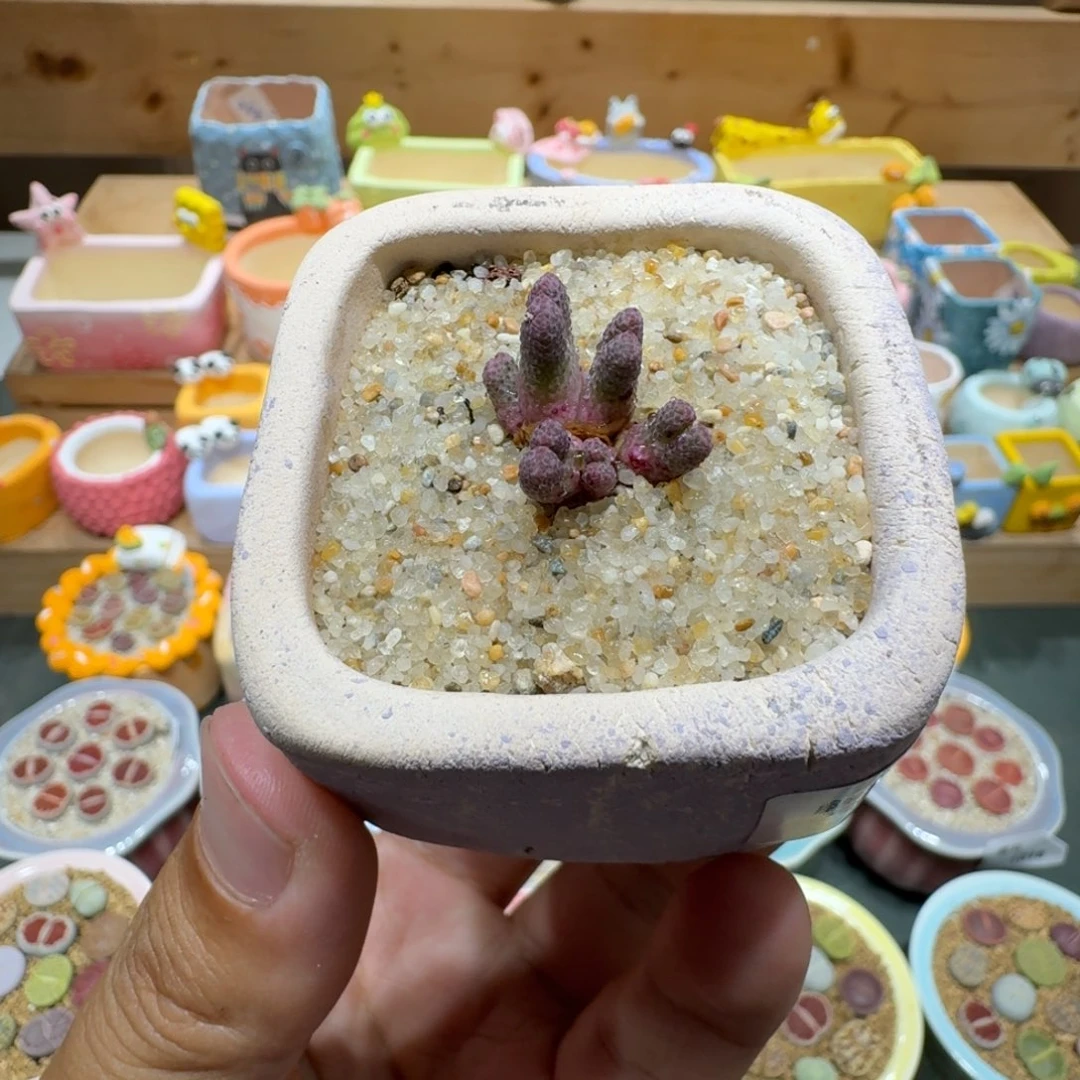 蘑菇1042一颗955d斑马