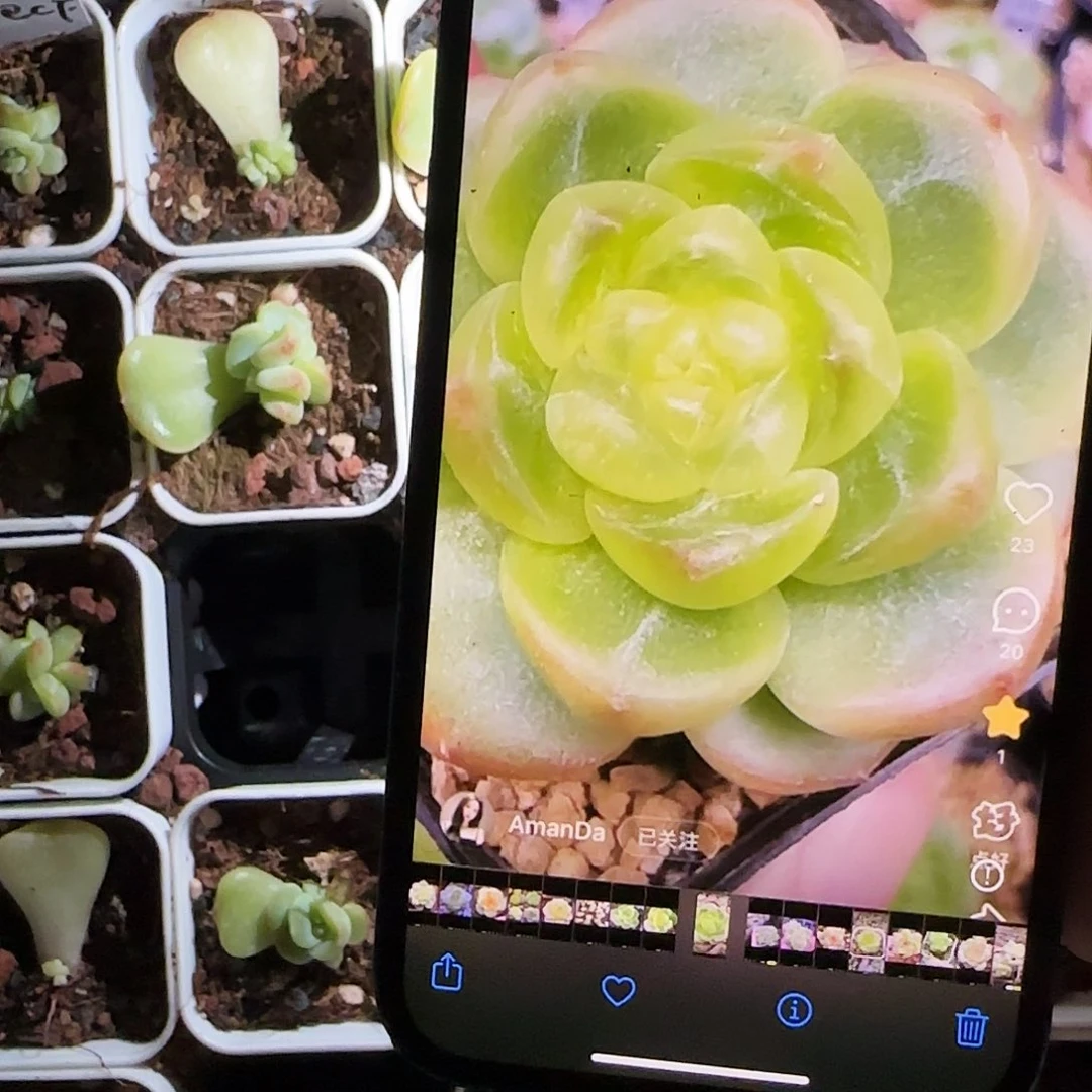 小懒肥财盆外棚一个满25包邮