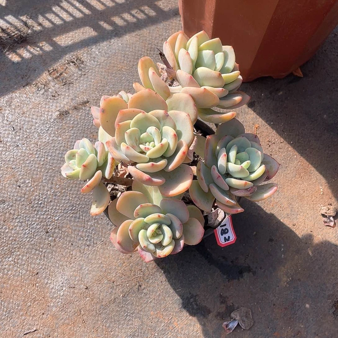 182白月光 一物一拍多肉