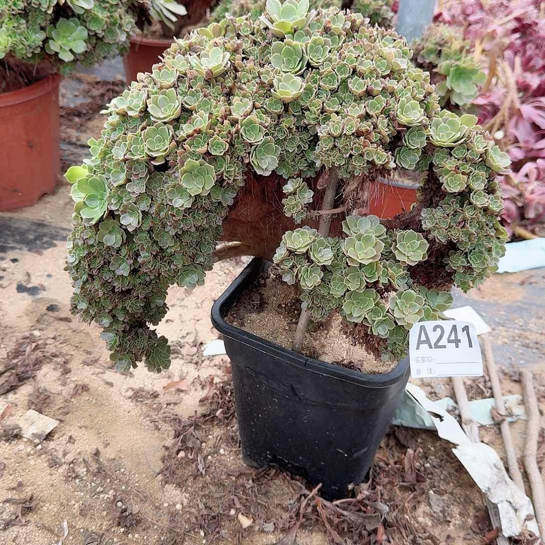 241玫瑰朵朵一颗呀呀微瑕