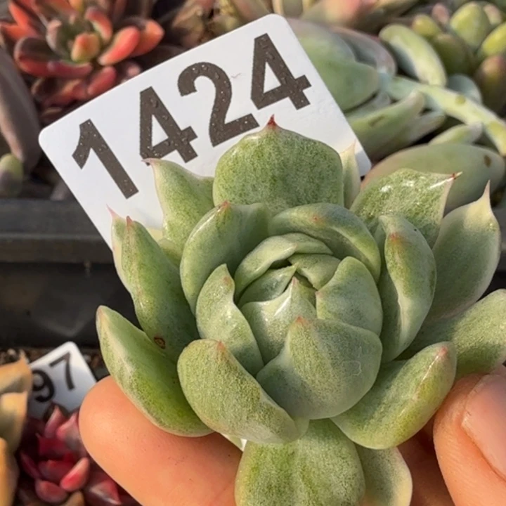 头盖无根多肉植物满18包邮当场凑单不满单隔天发顺丰到付