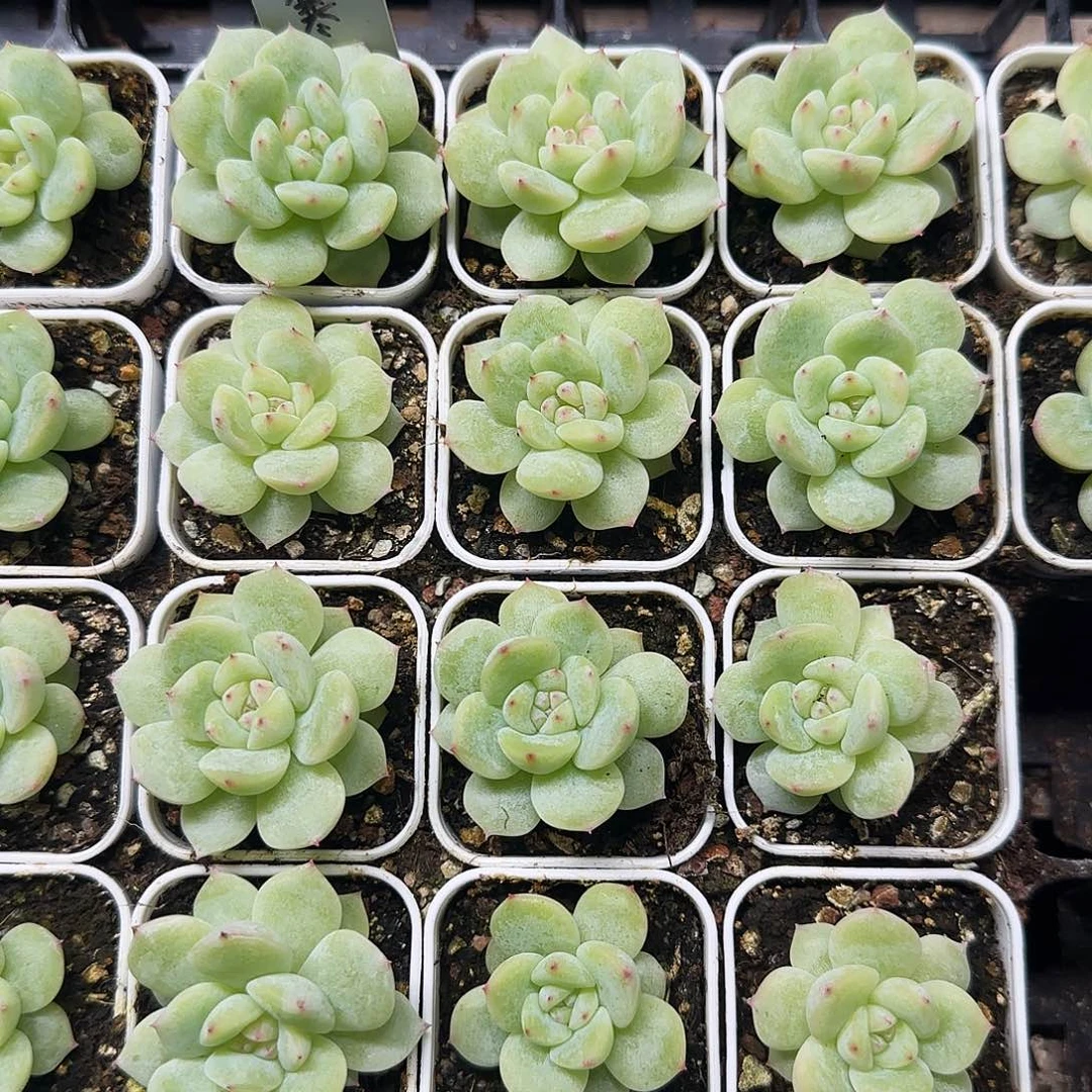 寒绯盆一个满25包邮