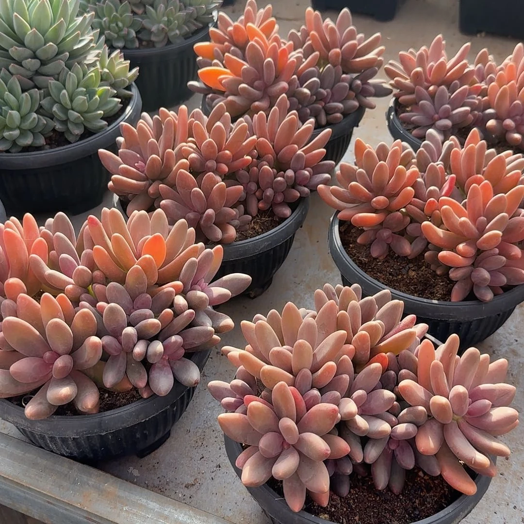 糖果美人整无砍老桩群生