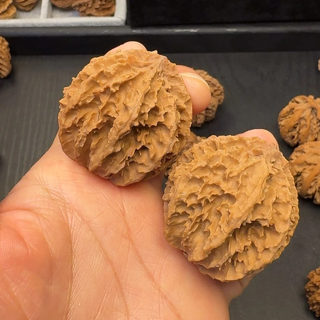 核桃突突突突又突突的