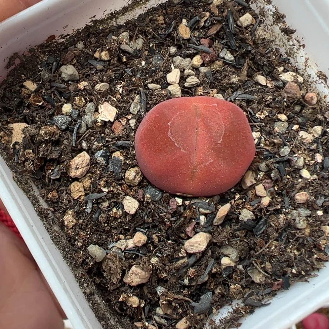 173欧泡带盆土发货