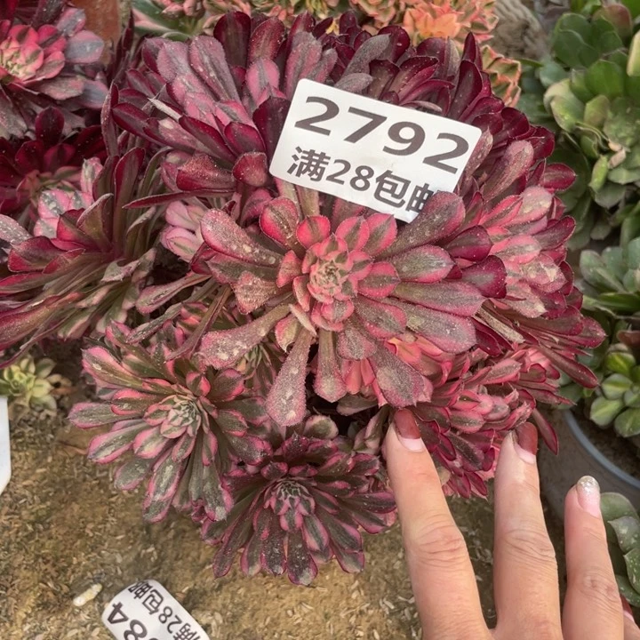 2792二号棚红铜鼓丛林A