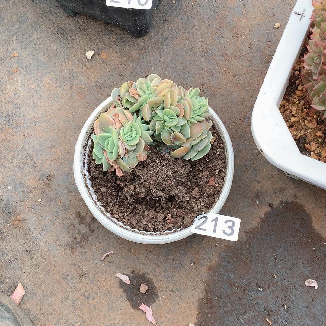 213星纳塔 一物一拍多肉