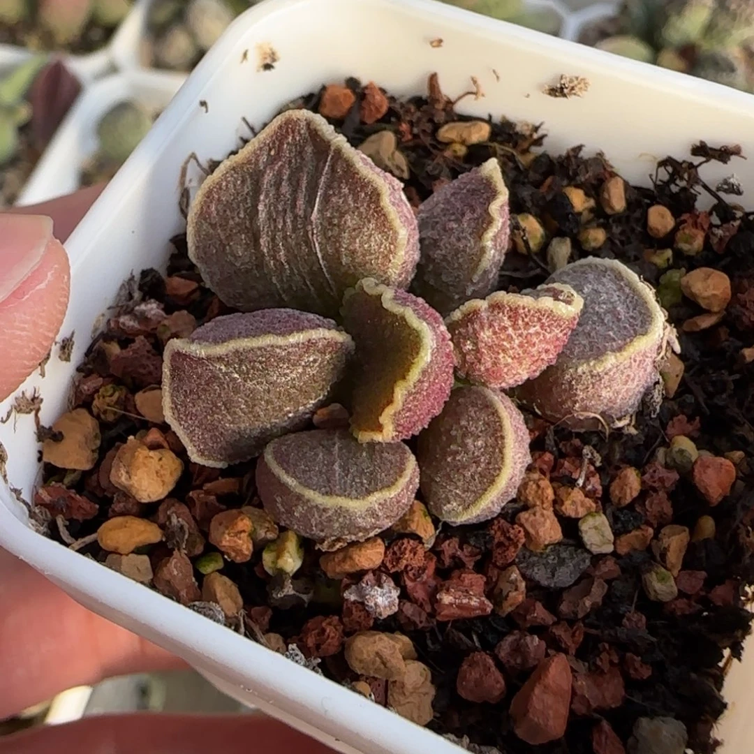 雪樱花实生满斑水泡多肉植物