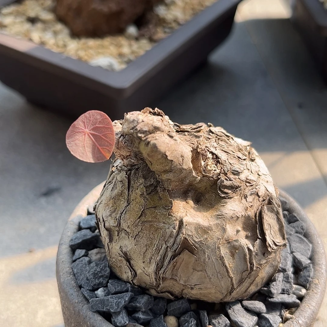 汤圆植物一叶龟好漂亮