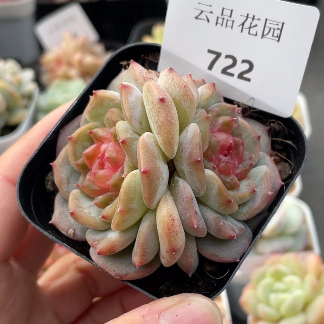 722号糖心冰心珍妮 云柚