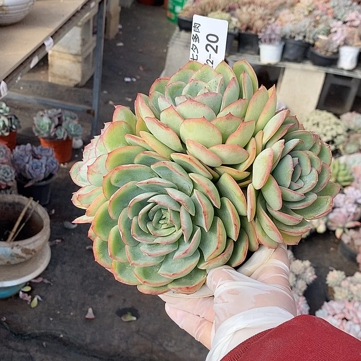 小七夕多肉晨露20