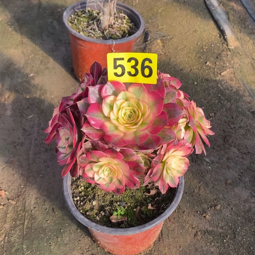 青城多肉法师536