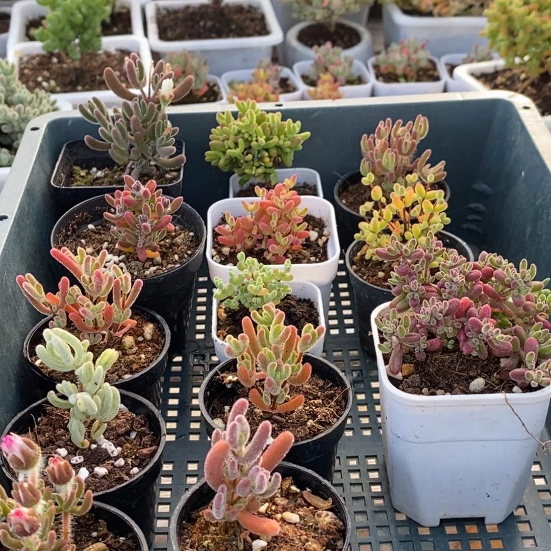 041全家福套餐。