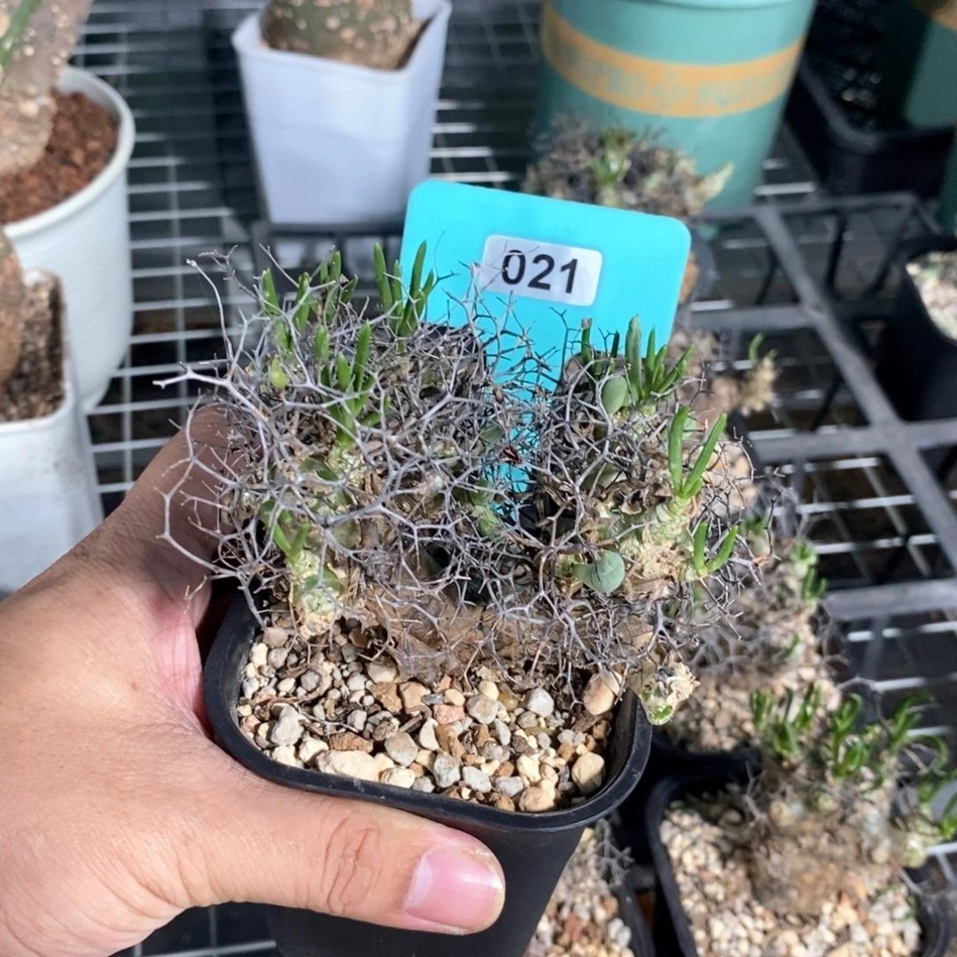 钢丝万物想产地多肉植物