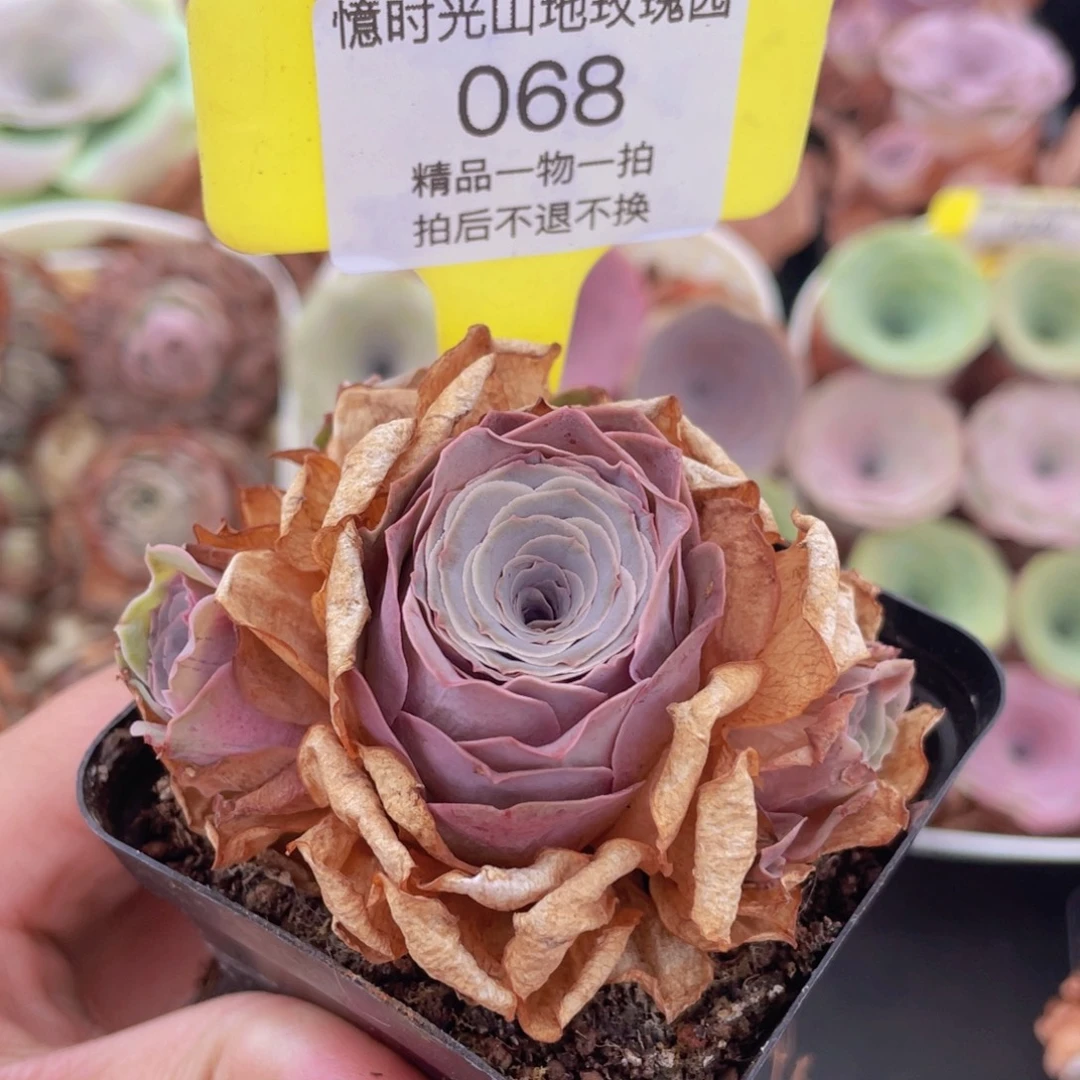 山地玫瑰068满38包邮裸根发货