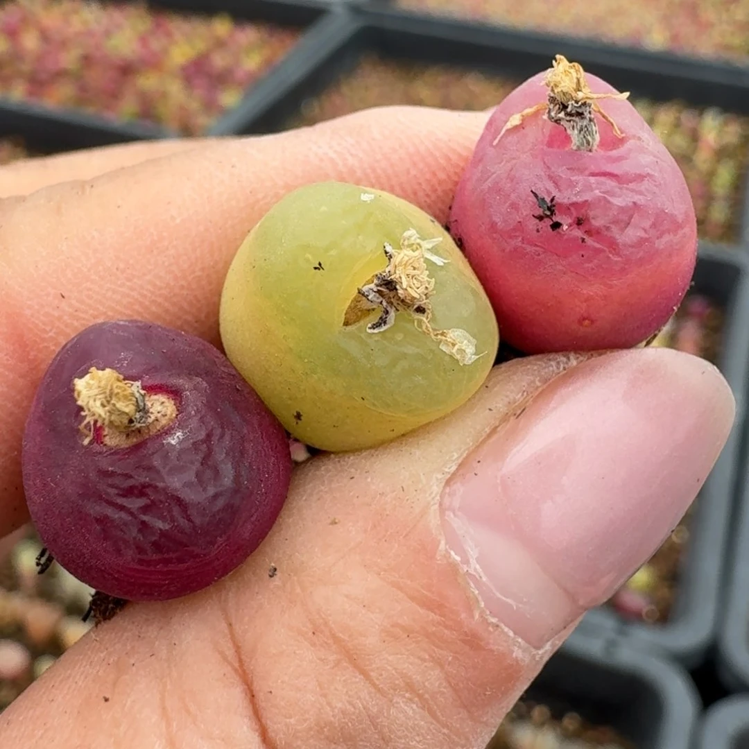 142三颗00000000000