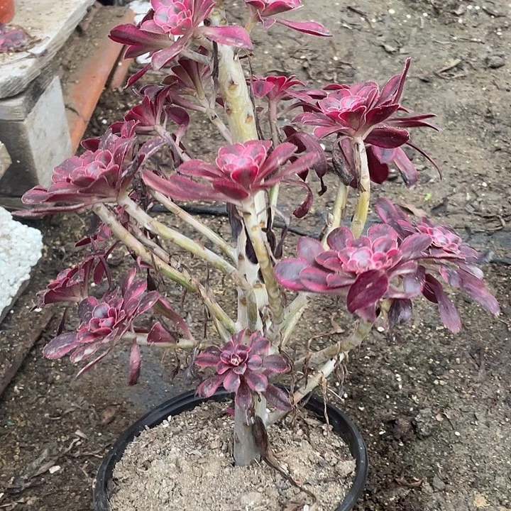 658香奈儿多肉植物福利