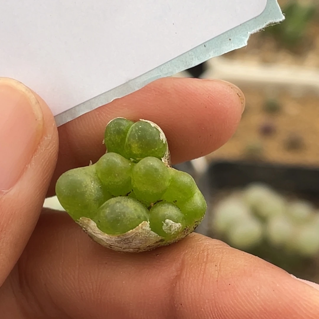 30-82变异毛毛多肉植物