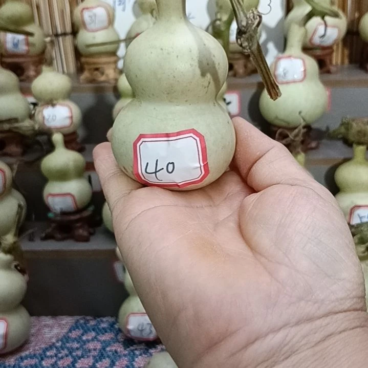 40号一物一拍一个账号