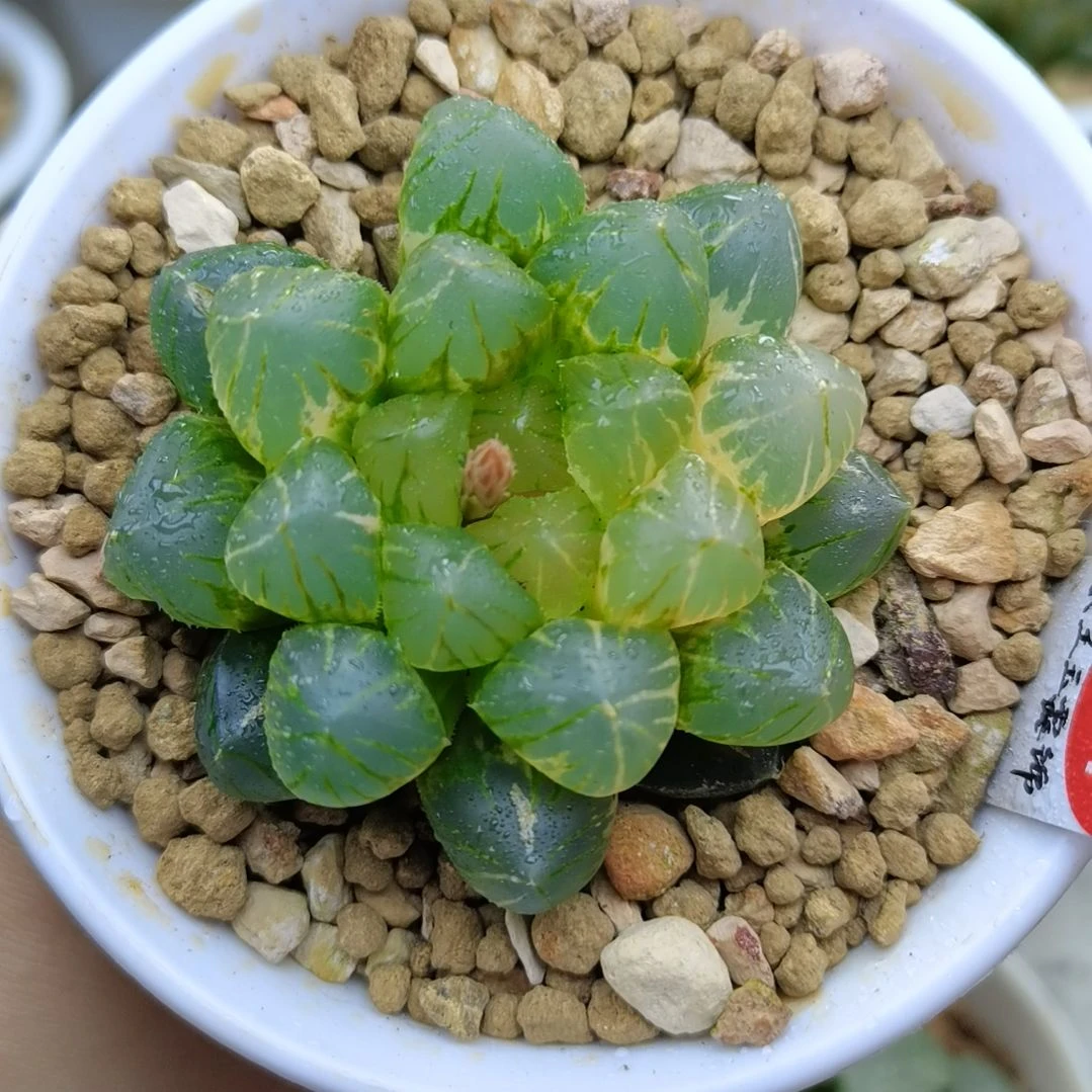 364号紫王玉露锦一物一拍带盆土发货