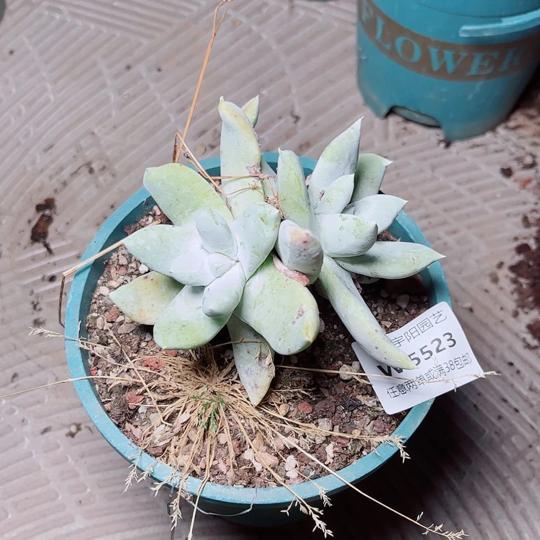 5523拇指仙女杯多肉