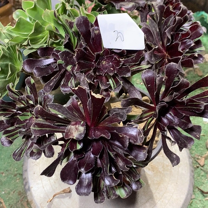 20号多肉植物一物一拍