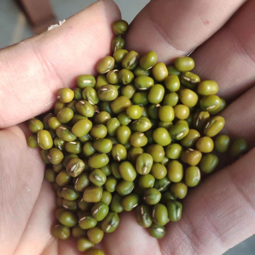 云南高山小绿豆 老品种 清香软糯100g/250g
