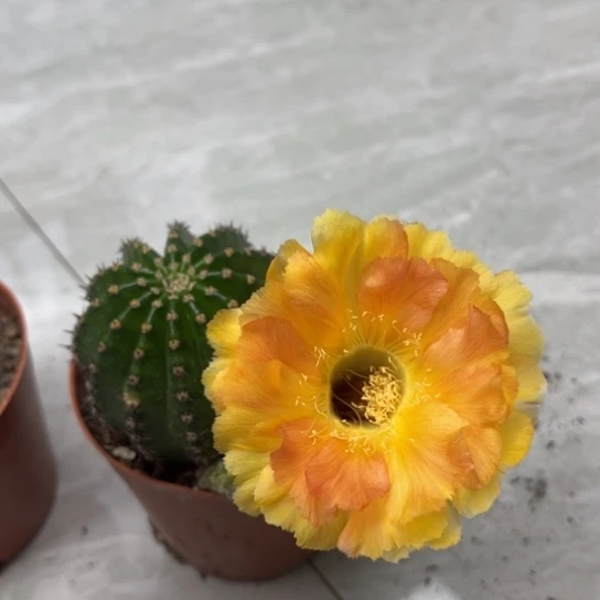 彩草金刚6.7公分左右