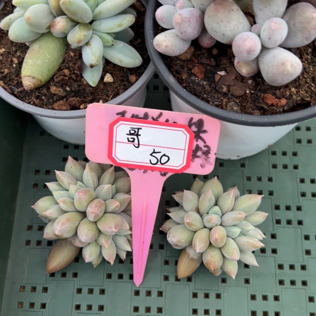 睿***常哥50。