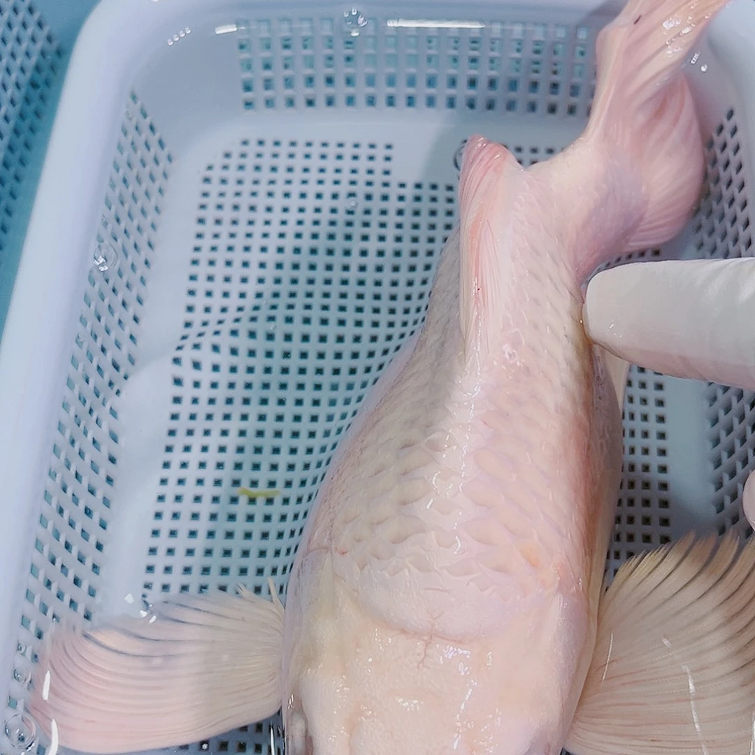 锦鲤锦鲤冷水鱼观赏134