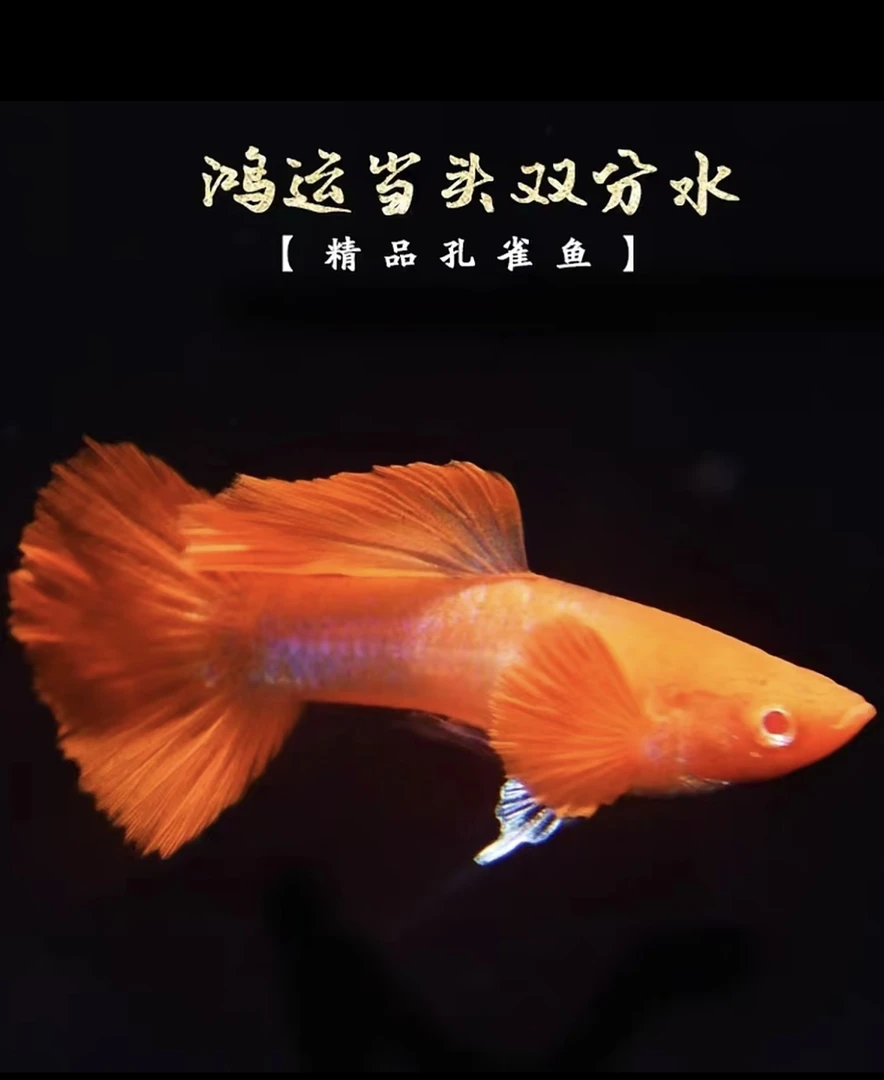 【鸿运当头双分水】孔雀鱼小型热带观赏鱼