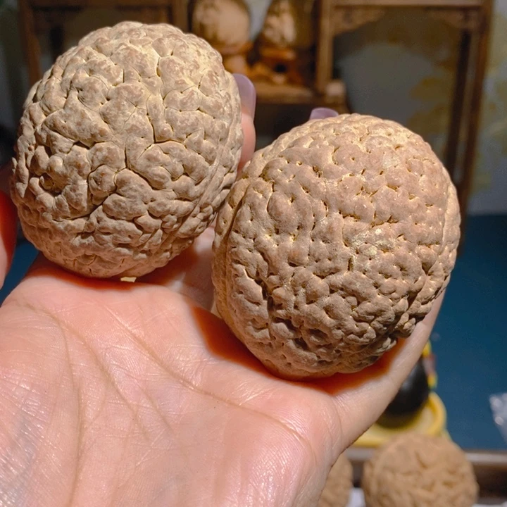野生三瓣脑纹大金刚4860