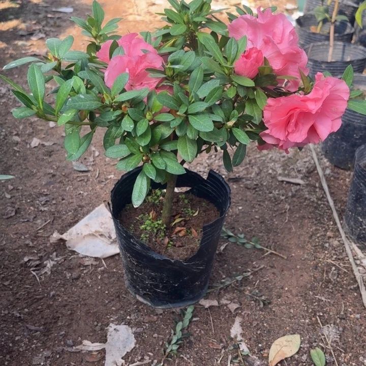 完全开放红色桃梅锦